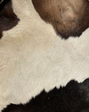 Sjamanendrum, koe zwart/wit
