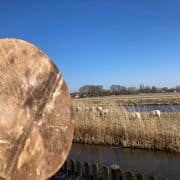 Sjamanendrum, waterbuffel