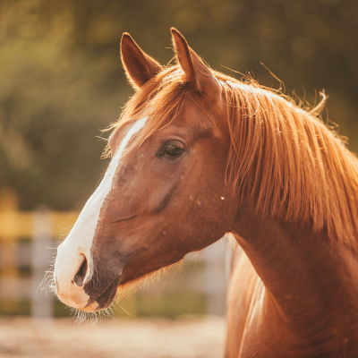 Zonnebrand-bij-paarden